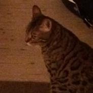 Bengal Pascal