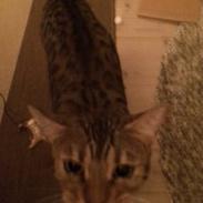 Bengal Pascal