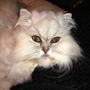 Perser Scary Vermehr