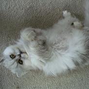 Perser Scary Vermehr