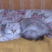 Perser Scary Vermehr