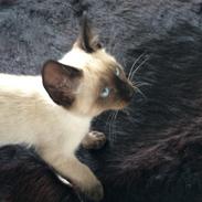 Blanding af racer Misser