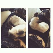 Blanding af racer Misser