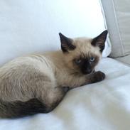 Blanding af racer Misser