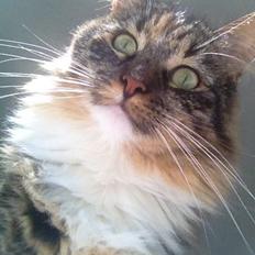 Blanding af racer Alba