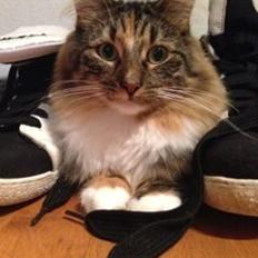 Blanding af racer Alba