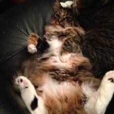 Blanding af racer Alba