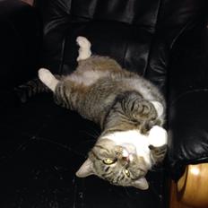 Blanding af racer Bølle