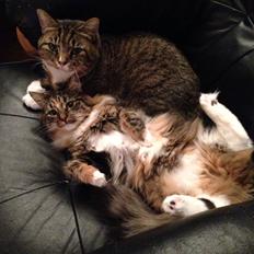 Blanding af racer Bølle