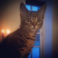 Blanding af racer Sif