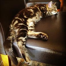 Blanding af racer Sif