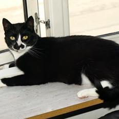 Huskat Blackie *RIP*