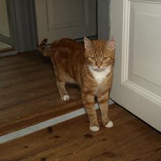 Huskat Bob-Cat *tidligere*