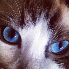 Ragdoll Dk Vandoll Royal Rocco RAG n 03 (daglig tale Rocco