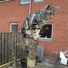 Europé Eife's Willem Einthoven