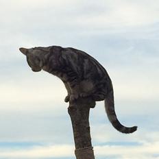 Europé Eife's Willem Einthoven