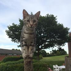 Europé Eife's Willem Einthoven