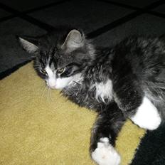 Blanding af racer Bøvle