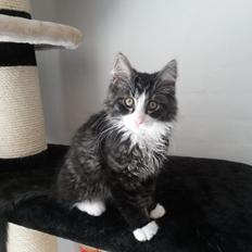 Blanding af racer Bøvle