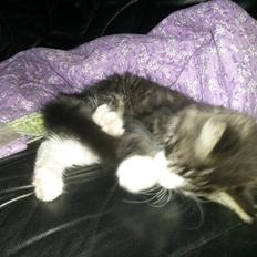 Blanding af racer Bøvle