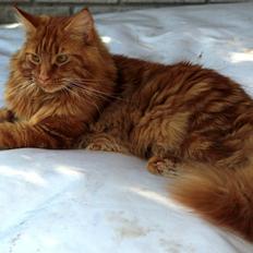 Maine Coon Leopold Firefox