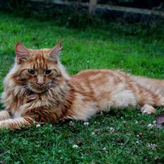 Maine Coon Leopold Firefox