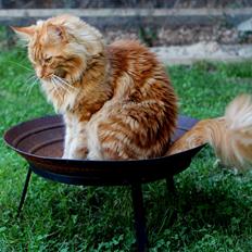 Maine Coon Leopold Firefox