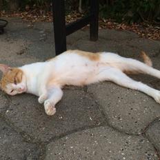 Blanding af racer Røde