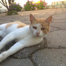 Blanding af racer Røde