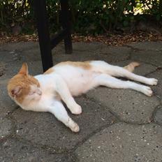 Blanding af racer Røde