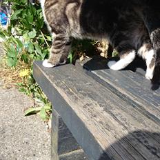 Blanding af racer Modey