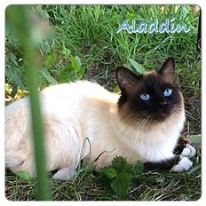 Hellig Birma Aladdin (Lykkesminde's Aladdin)