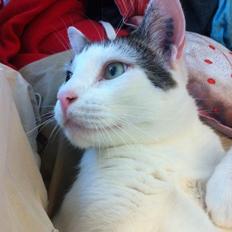 Blanding af racer Gibson