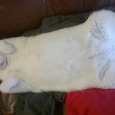 Blanding af racer Gibson