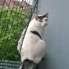 Blanding af racer Gibson