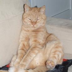 Huskat Sylvester(Sylle-mis)