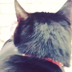 Huskat •Jasmino• [Tidl. Genudsætnings kat]