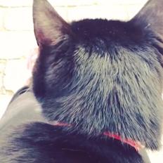 Huskat •Jasmino• [Tidl. Genudsætnings kat]