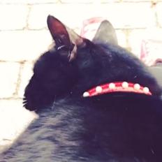 Huskat •Jasmino• [Tidl. Genudsætnings kat]