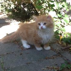 Blanding af racer Vanilje