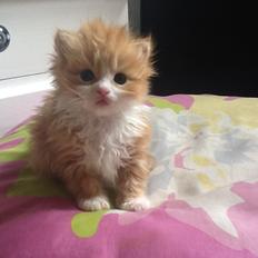 Blanding af racer Vanilje