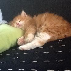 Blanding af racer Vanilje