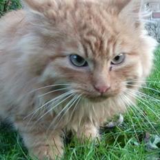 Blanding af racer Pjevs [Tidl. Genudsætningskat] ~Vildkat~