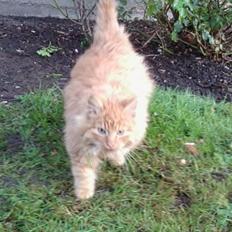 Blanding af racer Pjevs [Tidl. Genudsætningskat] ~Vildkat~