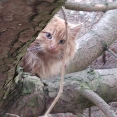 Blanding af racer Pjevs [Tidl. Genudsætningskat] ~Vildkat~