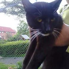 Huskat Blackie [Tidl. genudsætningskat] ~Tamkat~
