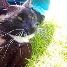 Huskat Blackie [Tidl. genudsætningskat] ~Tamkat~