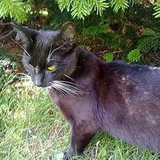 Huskat Blackie [Tidl. genudsætningskat] ~Tamkat~