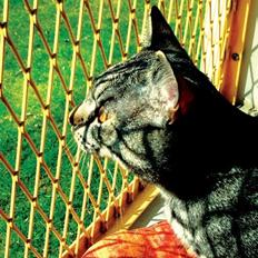 Huskat Milo (Tidl. Kat)