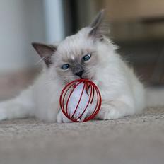 Ragdoll DK Maine Malawi’s Stuck On You. (Soya)